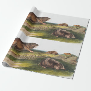 Zuidelijke Pouched Rat, Shrew Mole Illustratie Cadeaupapier