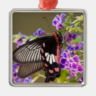 Zuidoost-Azië, Thailand, Doi Inthanon, Papilio Metalen Ornament