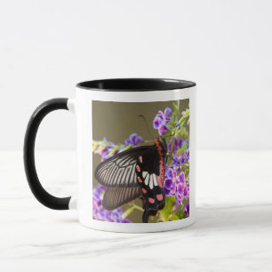 Zuidoost-Azië, Thailand, Doi Inthanon, Papilio Mok