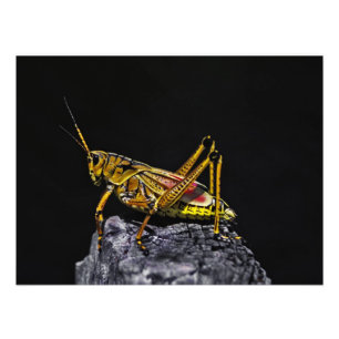 Zuidoost Lubber Grasshopper. Foto Afdruk