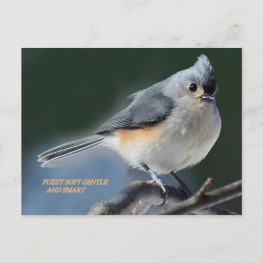 ZUIGZY SOFT GENTLE EN SMART BRIEFKAART (Voorkant)