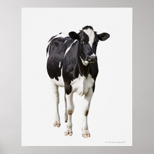 Zuivelachtige koe (Bos taurus) op witte achtergron Poster (Voorkant)