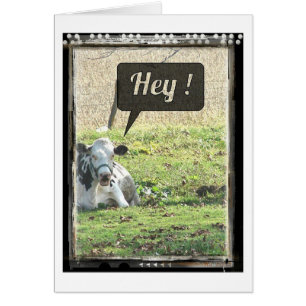 Zuivelachtige Koe Hey!