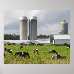 Zuivelkoeien en boerderij bij Taylor County Poster