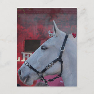 zuiver wit paard met zwarte braad en rode bloemen briefkaart