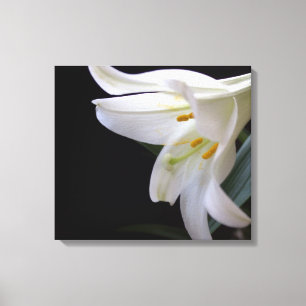 , zuivere witte paasbloem in zwart canvas afdruk