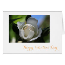 Zuivere witte rozenbloem blij Valentijns