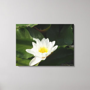 Zuiverheid Water Lilly, Lotus Fotografie Wall Art Canvas Afdruk
