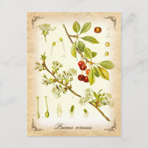 Zure Cherry plant - illustratie Briefkaart