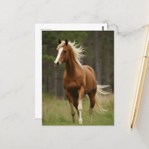 Zuring met vlasmanen en staart briefkaart