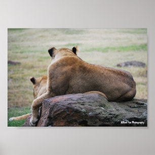 Zusters van de Savannah Poster