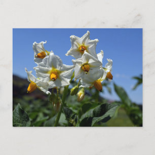 Zuurbloemen Solanum tuberosum Feestdagenkaart