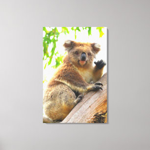 ZWAAIEN KOALA 24x36 Canvas Afdruk