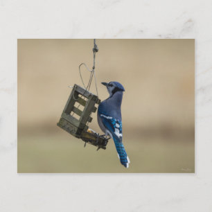 Zwaaiende Blauwe Gaai Briefkaart