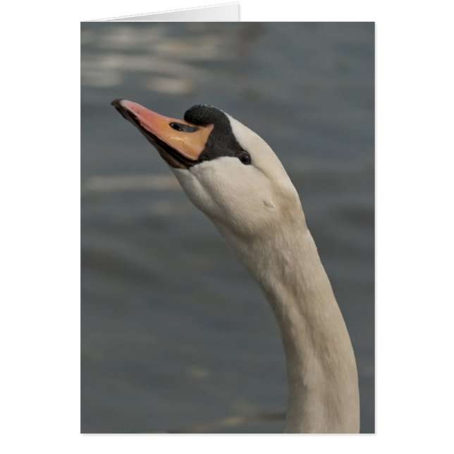 Zwaan (Voorkant)
