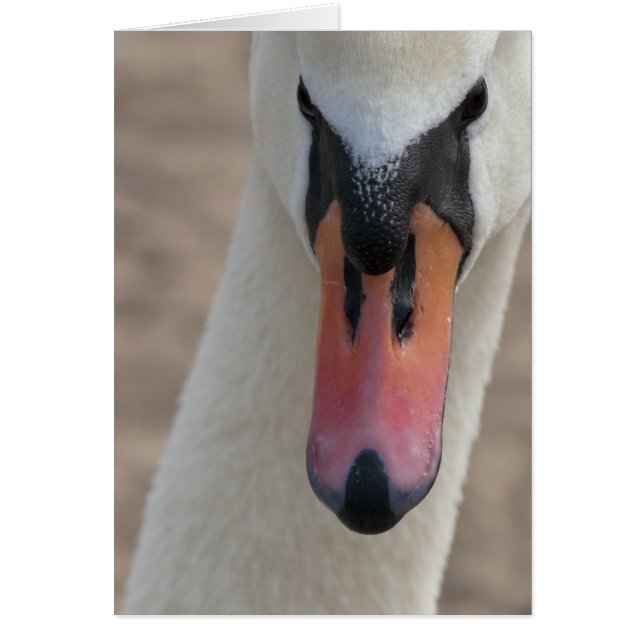 Zwaan (Voorkant)