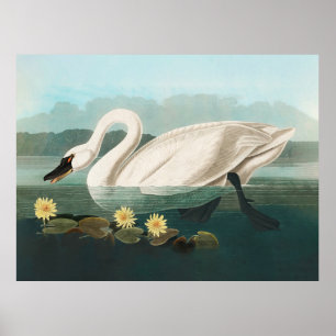zwaan audubon vogel witte watervogels poster