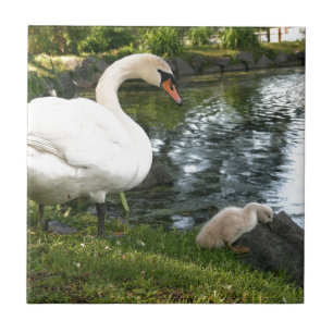 Zwaan en jonge zwaan Keramiek tegel Tegeltje