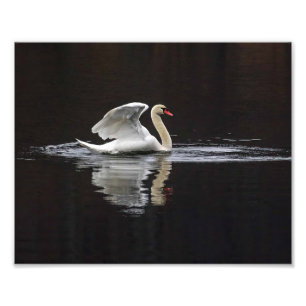 Zwaan en reflecties foto afdruk