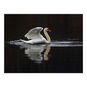 Zwaan en reflecties perfect poster