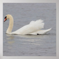 Zwaan Foto