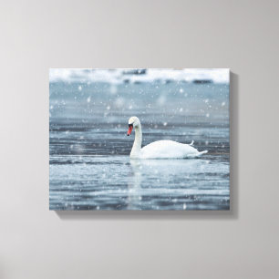 Zwaan in de sneeuwende winterse omstandigheden canvas afdruk