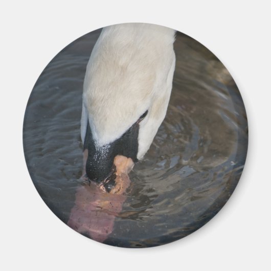 Zwaan Magneet (Voorkant)