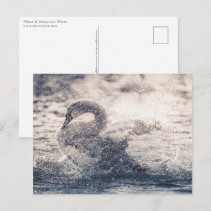Zwaan Natuur Foto Briefkaart