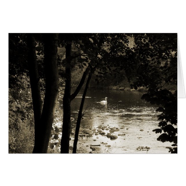 Zwaan op de rivier (Voorkant Horizontaal)