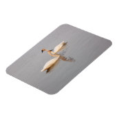 Zwaan paar flexibele foto magneet (Linkerzijde)