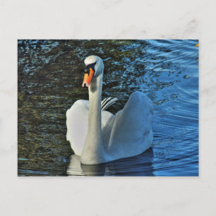 Zwaan. Roath Park Lake, Cardiff, Wales. Briefkaart