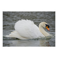 Zwaan snel zwemmen