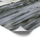 Zwaan snel zwemmen perfect poster (Hoek)