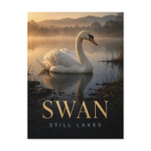Zwaan Stille Meren Natuur DIER