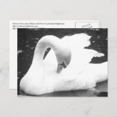 Zwaan van het meer - zwart en wit briefkaart (Voorkant / Achterkant)