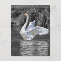 Zwaan Zwart-wit Fotografie