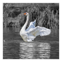Zwaan Zwart-wit Fotografie