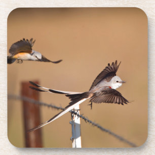 Zwaardsnavel-tirannen (Tyrannus Forficatus) Onderzetter