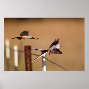 Zwaardsnaveltyrannen (Tyrannus Forficatus) Poster