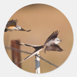 Zwaardsnaveltyrannen (Tyrannus Forficatus) Ronde Sticker