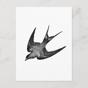  zwaluw Illustratie - Antiek vogel van 1800 Briefkaart