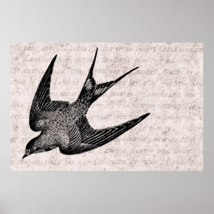  zwaluw Illustratie - Antiek vogel van 1800 Poster