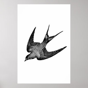 zwaluw Illustratie - Antiek vogel van 1800 Poster