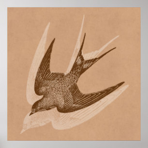  zwaluw Illustratie - Antiek vogel van 1800 Poster