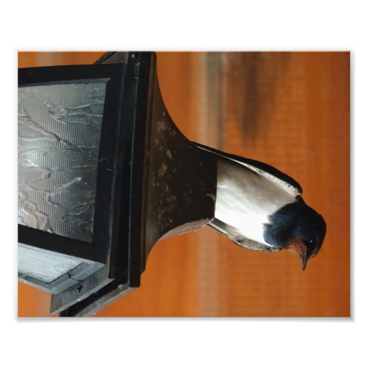 Zwaluw op een Lamp Professionele Foto Afdruk (Voorkant)