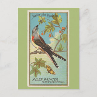 Zwaluw-staart vliegenvanger briefkaart