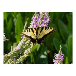 Zwaluwstaartvlinder op paarse wilde bloemen perfect poster