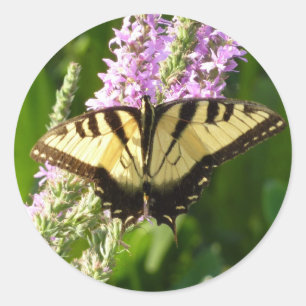 Zwaluwstaartvlinder op paarse wilde bloemen ronde sticker