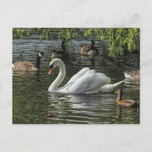 Zwan en andere vogels. Roath Park Lake, Cardiff Briefkaart