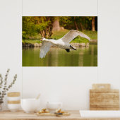 Zwan in vlucht poster (Keuken)